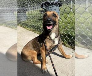 Chiweenie Dogs for adoption in Rosenberg, TX, USA