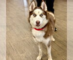 Small #1 Siberian Husky