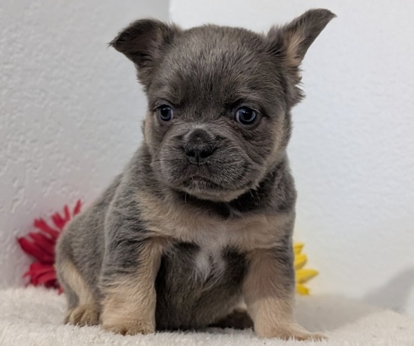 Medium Photo #62 French Bulldog Puppy For Sale in GOSHEN, IN, USA