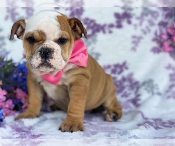 Medium Photo #3 English Bulldog Puppy For Sale in HONEY BROOK, PA, USA