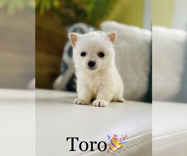 Medium Photo #5 Chihuahua Puppy For Sale in COOKEVILLE, TN, USA