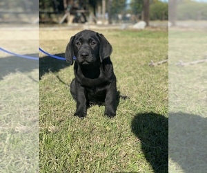 Labrador Retriever Puppy for sale in GERBER, CA, USA