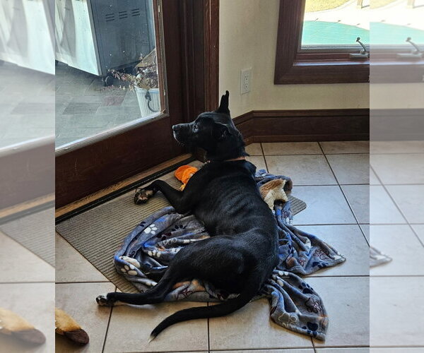 Medium Photo #16 Australian Kelpie-Unknown Mix Puppy For Sale in Rockaway, NJ, USA