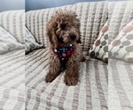 Small Photo #4 Goldendoodle (Miniature) Puppy For Sale in DURHAM, CT, USA