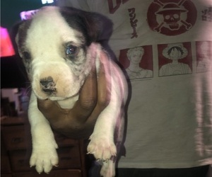 American Bully Puppy for sale in LANSFORD, PA, USA