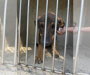 German Shepherd Dog-Unknown Mix Dogs for adoption in Oklahoma City, OK, USA