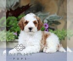 Small #2 Goldendoodle (Miniature)