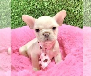 French Bulldog Puppy for sale in SAN FRANCISCO, CA, USA