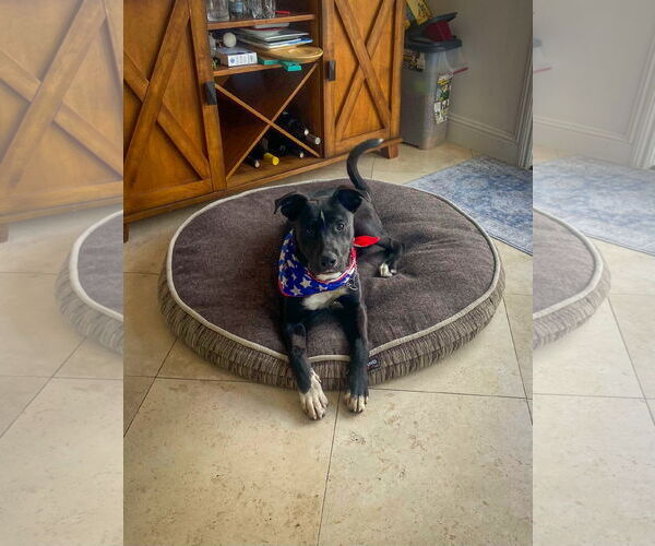 Medium Photo #7 Labrador Retriever-Unknown Mix Puppy For Sale in San Diego, CA, USA