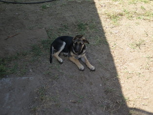 German Shepherd Dog Puppy for sale in FONTANA, CA, USA