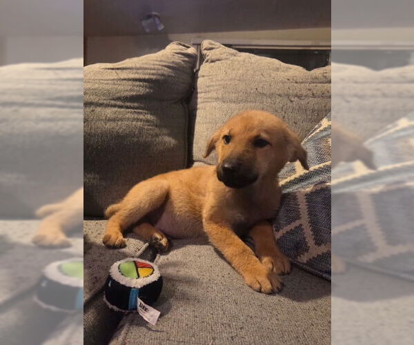 Medium Photo #2 Anatolian Pyrenees Puppy For Sale in MIDWAY, UT, USA