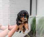 Small Photo #43 Golden Mountain Doodle  Puppy For Sale in BROKEN ARROW, OK, USA