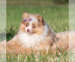 Small #1 Pomeranian