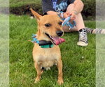 Small #1 Chihuahua