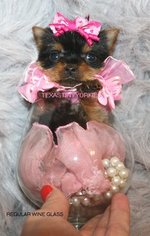 Yorkshire Terrier Puppy for sale in ABILENE, TX, USA
