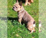 Small #2 French Bulldog
