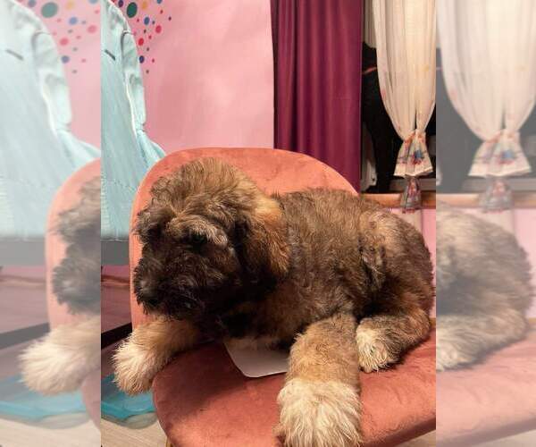 Medium Photo #3 Pyredoodle Puppy For Sale in BRAZIL, IN, USA