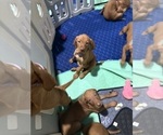 Small #9 Vizsla