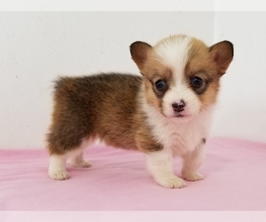 Pembroke Welsh Corgi Puppy for sale in CLARK, MO, USA