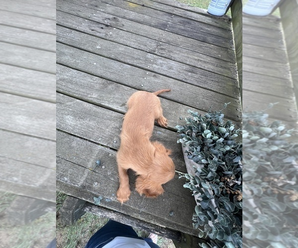 Medium Photo #4 Cavalier King Charles Spaniel Puppy For Sale in NILES, MI, USA