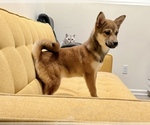 Small #1 Shiba Inu