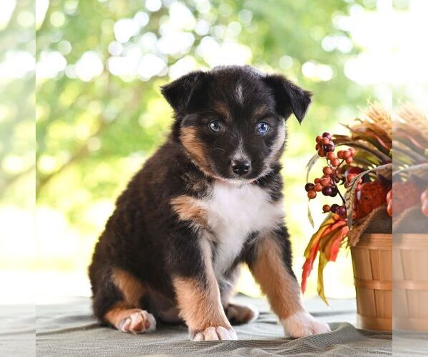 Medium Photo #1 Miniature Australian Shepherd Puppy For Sale in REBERSBURG, PA, USA