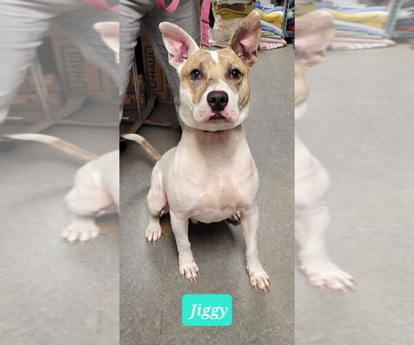 Medium Photo #3 Mutt Puppy For Sale in Richmond, IN, USA