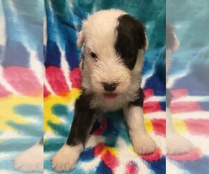 Old English Sheepdog Puppy for sale in WAKE FOREST, NC, USA