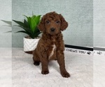 Small Photo #1 Goldendoodle (Miniature) Puppy For Sale in GREENFIELD, IN, USA