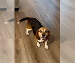 Small #3 Beagle Mix
