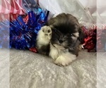 Puppy Creed Shih Tzu