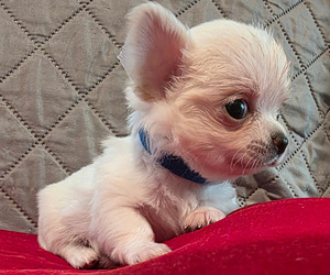 Chihuahua Puppy for sale in JACKSONVILLE, FL, USA
