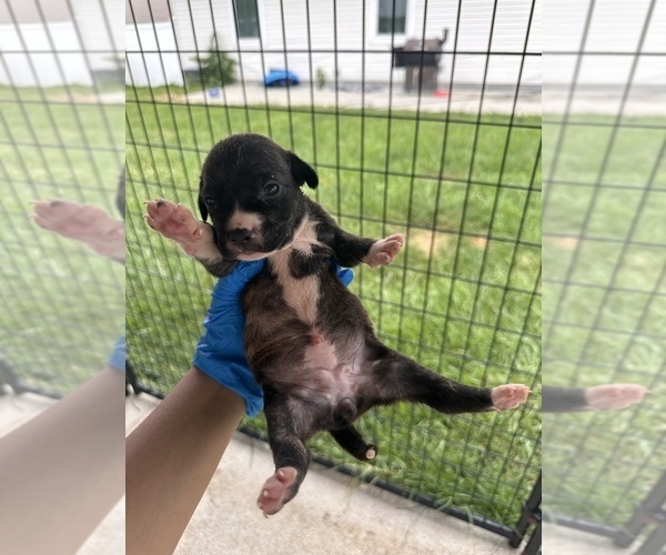 Medium Photo #25 American Pit Bull Terrier Puppy For Sale in WESTLAND, MI, USA