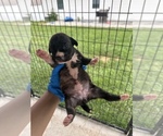 Small #2 American Pit Bull Terrier