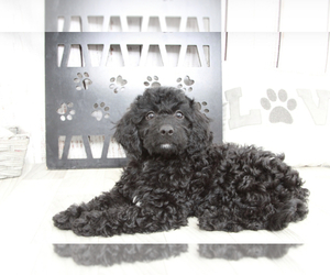 Goldendoodle (Miniature) Puppy for sale in MARIETTA, GA, USA