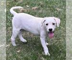 Small #3 Labrador Retriever Mix