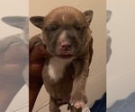 Small Photo #21 American Pit Bull Terrier Puppy For Sale in NEWARK, NJ, USA
