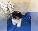 Small Photo #2 ShihPoo Puppy For Sale in GILBERTSVILLE, PA, USA