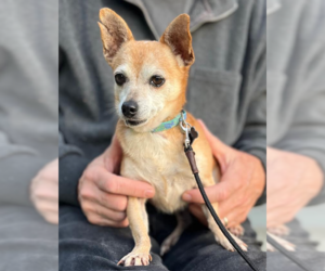 Chihuahua-Unknown Mix Dogs for adoption in Cranston, RI, USA