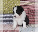 Small Photo #44 Miniature Australian Shepherd Puppy For Sale in HARRISON, OH, USA