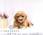Small #2 Goldendoodle (Miniature)