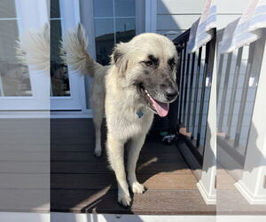 Great Pyrenees-Unknown Mix Dogs for adoption in Herndon, VA, USA