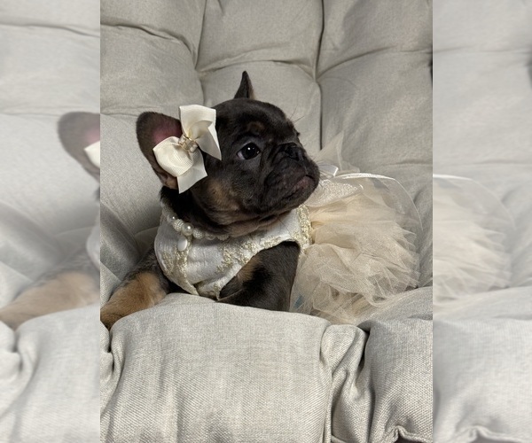 Medium Photo #5 French Bulldog Puppy For Sale in MC GRAW, NY, USA