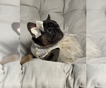 Small #4 French Bulldog