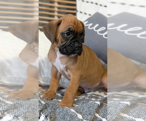 Medium Photo #28 Boxer Puppy For Sale in GOSHEN, IN, USA
