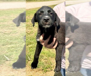 Medium Labrador Retriever Mix