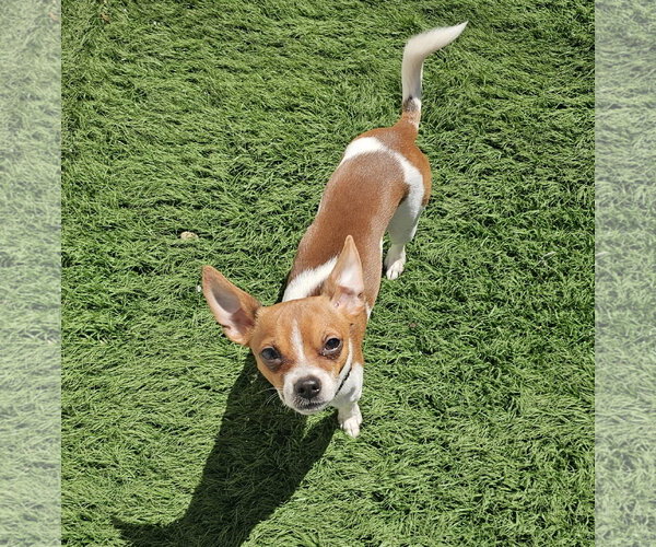 Medium Photo #4 Chihuahua-Unknown Mix Puppy For Sale in Oakhurst, NJ, USA