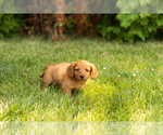 Small #6 Dachshund