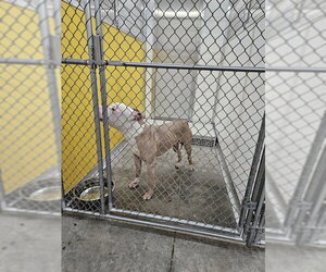 Mutt Dogs for adoption in Temple, TX, USA