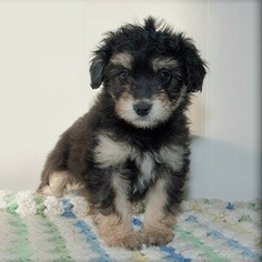 Aussiedoodle Miniature  Puppy for sale in LITTLE FALLS, NY, USA